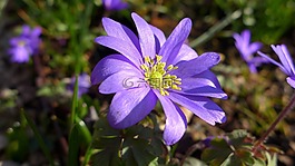海葵,紫,花