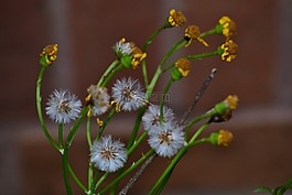 柳,自然,花