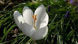藏紅花,白,黃色