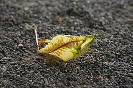 秋季,葉子,在秋天的樹葉