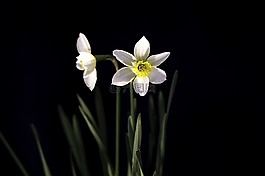 盛開(kāi),開(kāi)花,綻放