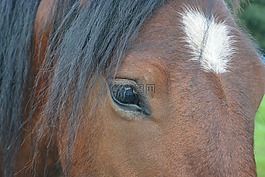 馬,眼,馬眼