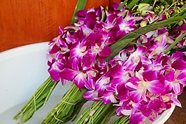 蘭花,開花,花