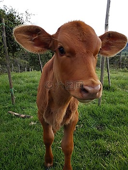 小牛,牛,牲畜