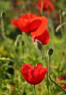 罌粟花,罌粟,開(kāi)花