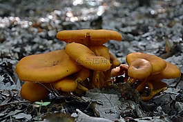 真菌,森林,性質(zhì)