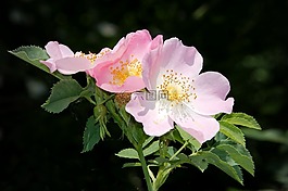 野生玫瑰,布什玫瑰,开花