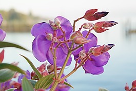 花,開(kāi)花,芽