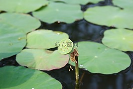 睡蓮,關閉,芽