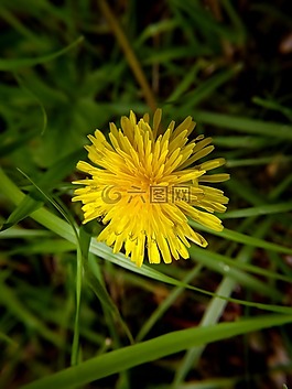 花卉,性質(zhì),黃色