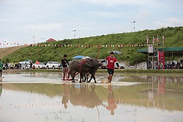 水牛,節(jié)日,人