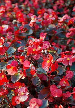 冰秋海棠,鲜花,红色