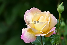 玫瑰,玫瑰綻放,芽