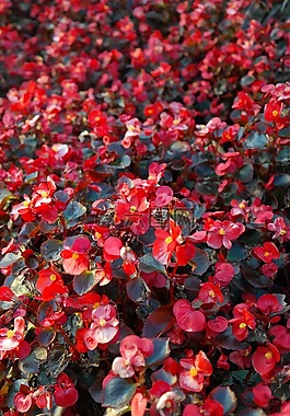 冰秋海棠,鲜花,红色