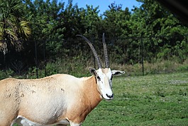 羚羊,動(dòng)物園,佛羅里達(dá)