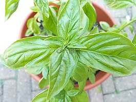 羅勒,植物,花園