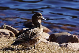 gadwall,阿納斯strepera,水鳥