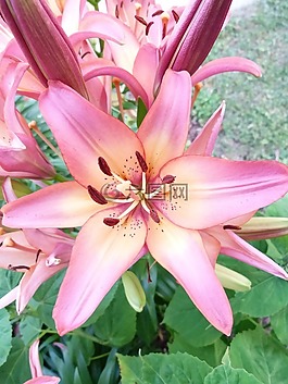 百合,花,植物