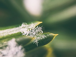 葉子,自然,植物