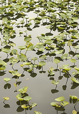水,植物,綠色