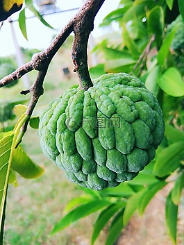綠色,甜,健康
