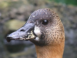 鴨,頭,鳥