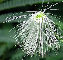 植物,花,白