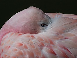 火烈鳥,鳥,粉紅色
