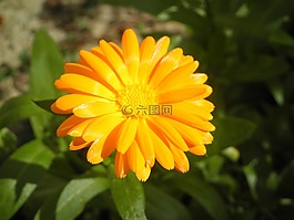 花,黃,花園