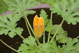 夏南瓜,開(kāi)花,蔬菜