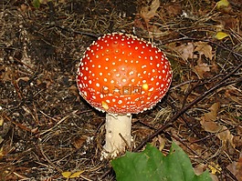 菌,性質(zhì),秋