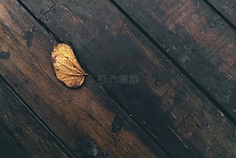 叶,干,木