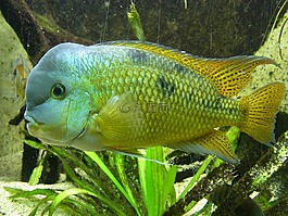 魚,水,動物