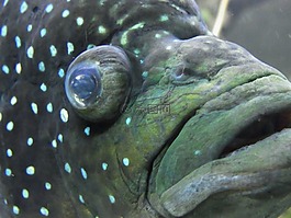 魚,水,動(dòng)物