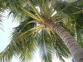 無盡的夏日,棕櫚果,南島