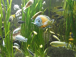 魚(yú),水,動(dòng)物