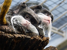 kaiserschnurrbarttamarin,猴子,動物