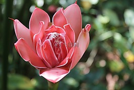 花,開花,亞洲