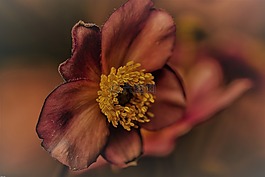 海葵,開花,花