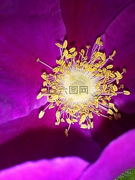 雌蕊,雄蕊,核心