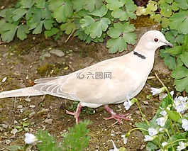 捉住了,鴿子,鳥(niǎo)