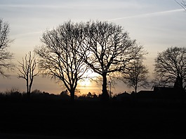 夕陽,樹木,日落