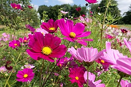 cosmea,鲜花,花坛
