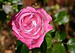 玫瑰,花,開花