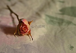 玫瑰,干,干玫瑰