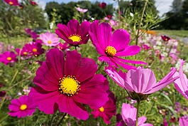 cosmea,鲜花,花坛