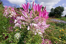 鮮花,花壇,開(kāi)花