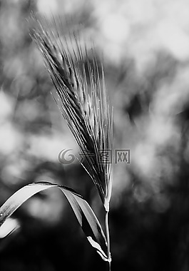 干,性質(zhì),植物