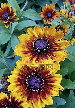 葵花,毯子,花