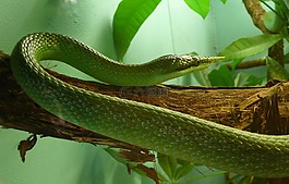蛇,犀牛 ratsnake,爬行動物